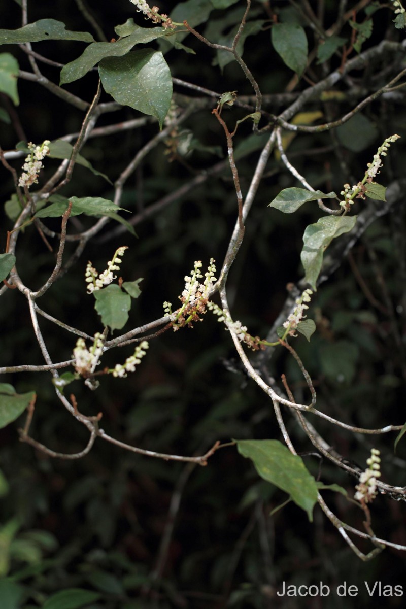 Sterculia zeylanica Kosterm.